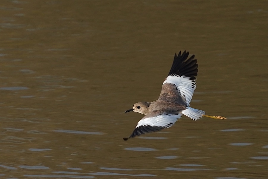 קיווית לבנת-זנב--06/01/2026-נחל הבשור - צפון-אייל שוחט