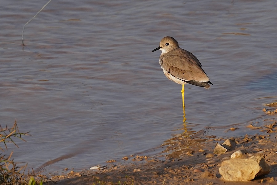 קיווית לבנת-זנב--06/01/2026-נחל הבשור - צפון-אייל שוחט
