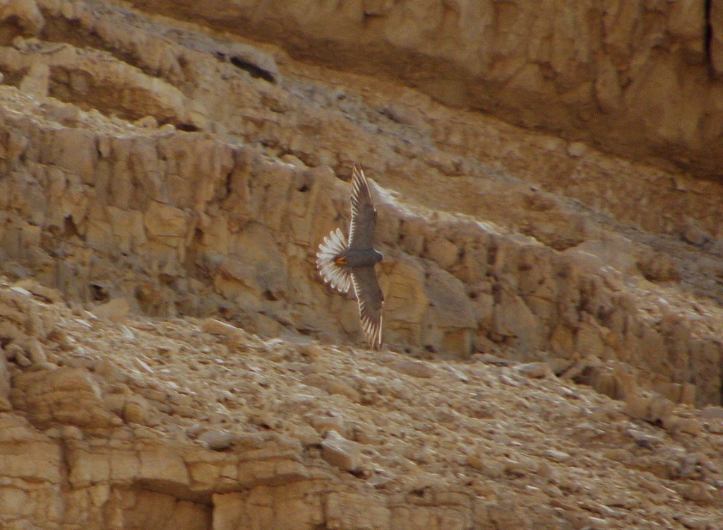 בז שחור--11/10/2012-מכתשים-נסים פרימו