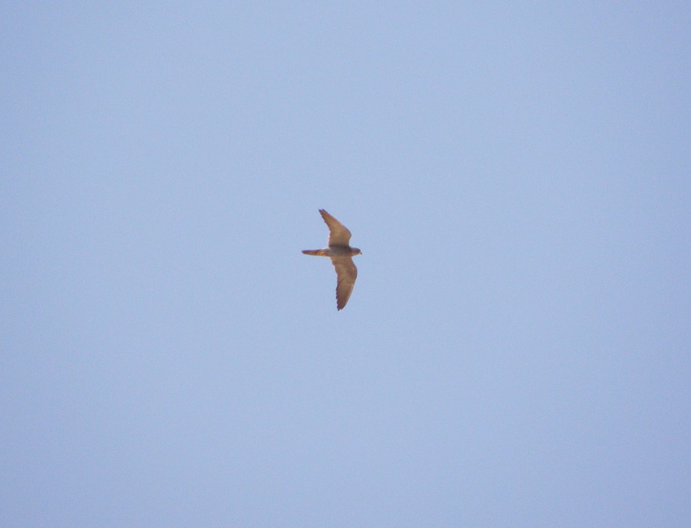 בז שחור--11/10/2012-מכתשים-נסים פרימו