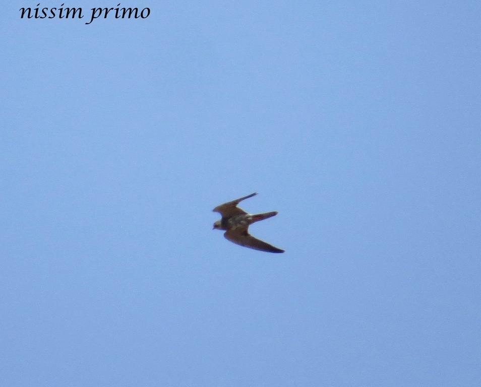 בז שחור--23/08/2015-צפון ירושלים-נסים פרימו