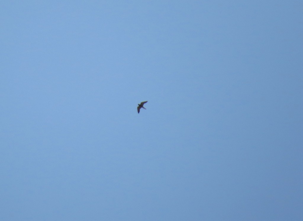 בז שחור--19/08/2017-צפון ירושלים-נסים פרימו