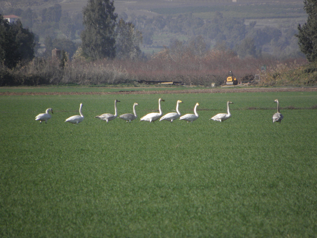 ברבור שר--19/12/2011-כפר סולד-נסים פרימו