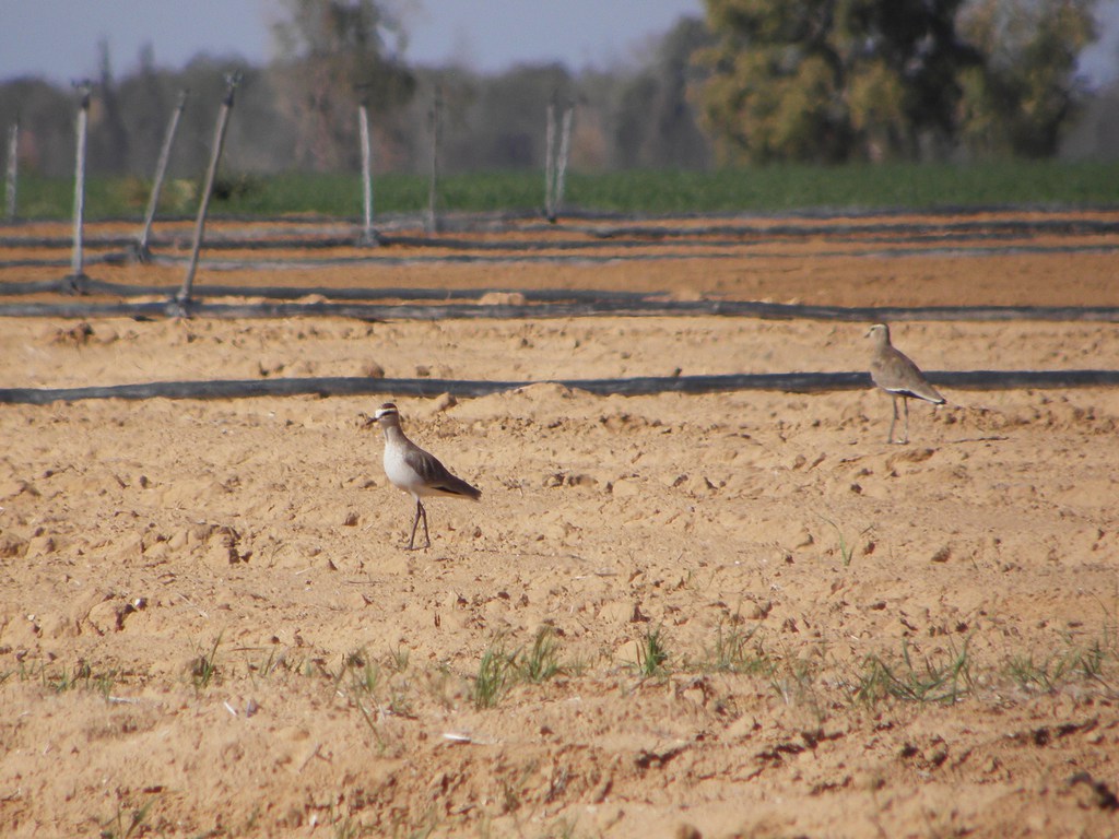 קיווית להקנית--07/12/2005-אורים - מזרח-נסים פרימו
