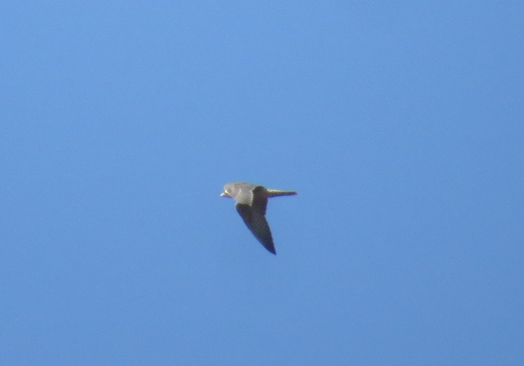 בז ציידים--13/01/2016-תימורים-נסים פרימו