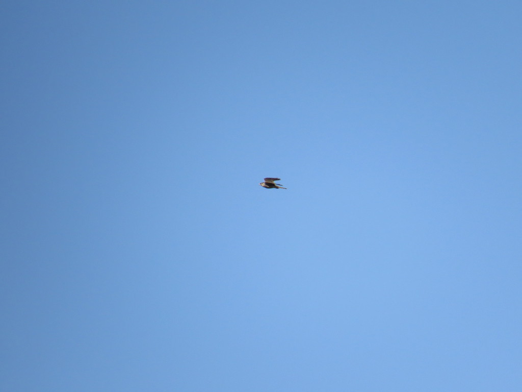 בז ציידים--03/12/2020-תימורים-נסים פרימו