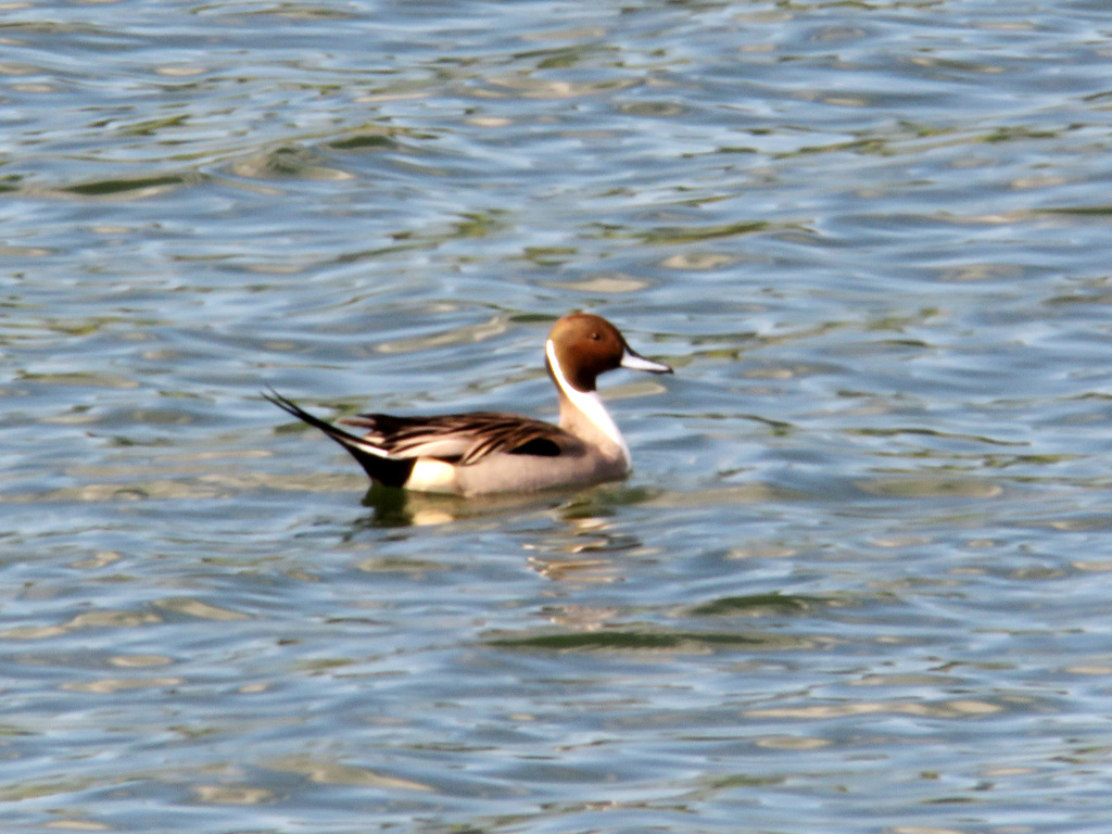 ברווז חד-זנב- - זכר-04/02/2026-גשר-שוקי זכאי