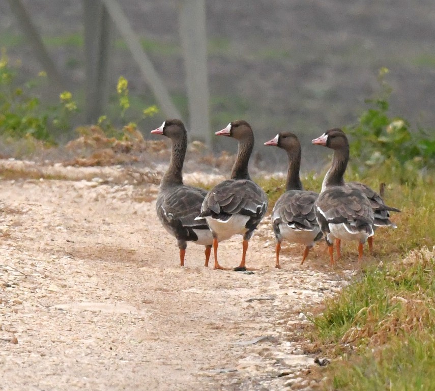 אווז לבן-מצח--09/02/2026-רמת דוד-אלדד אמיר