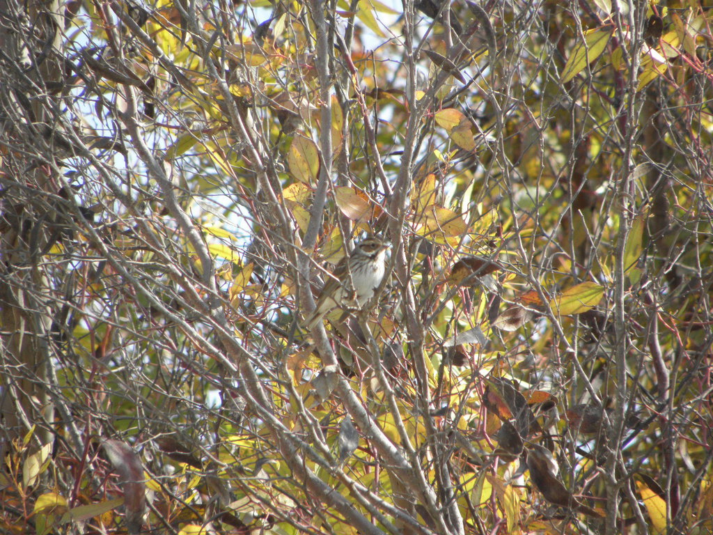 גיבתון גמדי--15/11/2013-מיתר - חורה-נסים פרימו