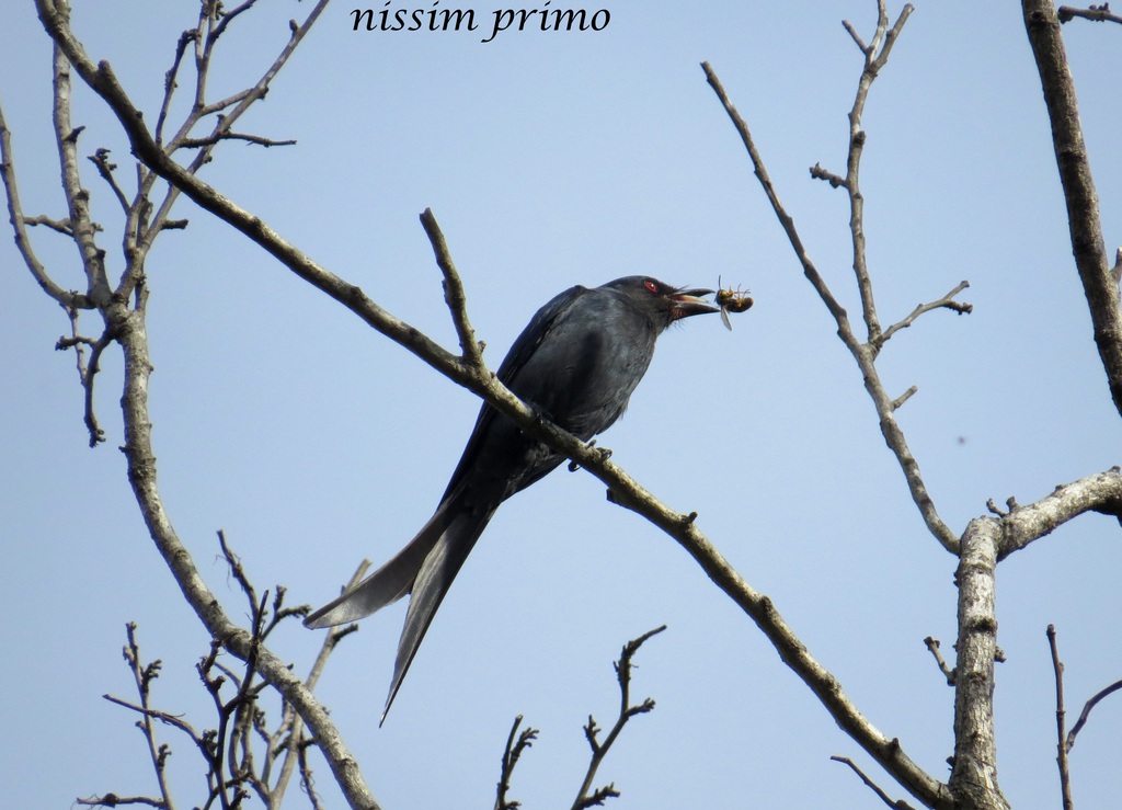 דרונגו מפוייח--17/12/2014-פרדס חנה-נסים פרימו