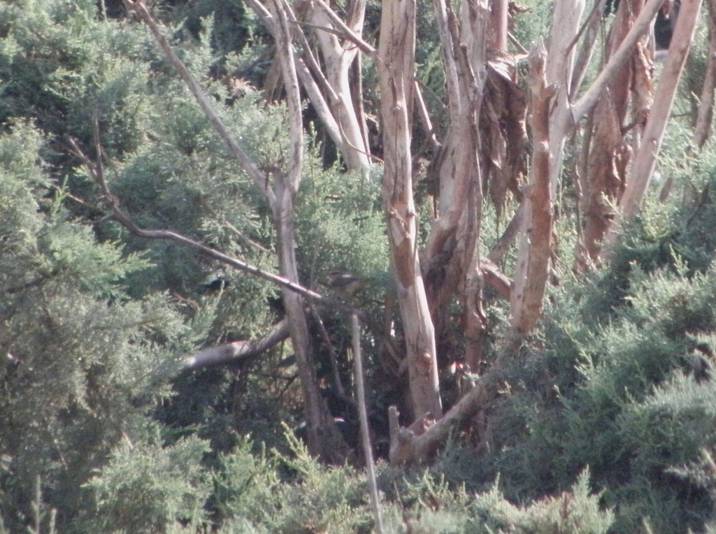 עלווית כהה--20/10/2012-ירוחם-נסים פרימו