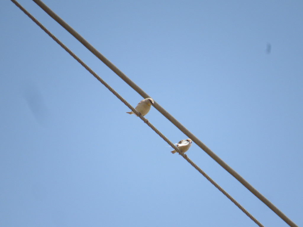 דרורית צהובת-גרון--30/05/2023-תל פאחר-נסים פרימו