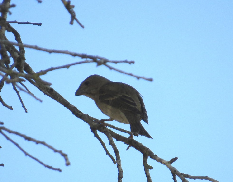 ורדית אירופית--21/04/2016-צפון ירושלים-נסים פרימו