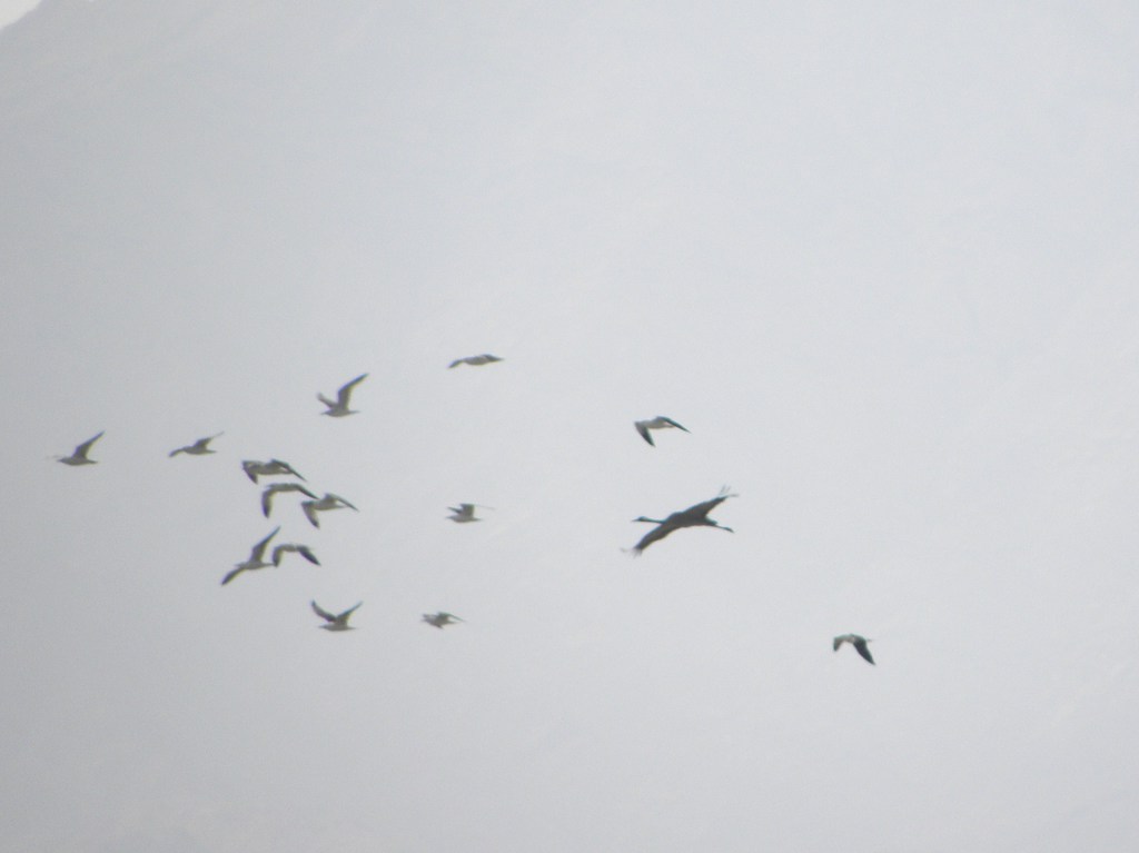 עגור חן--31/03/2012-אילת (עיר)-נסים פרימו