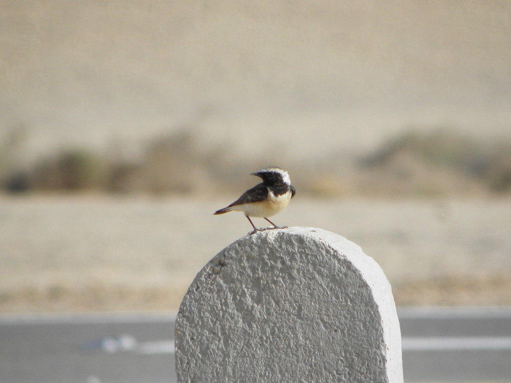 סלעית קפריסאית--31/03/2012-אילת (עיר)-נסים פרימו