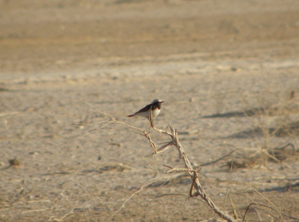 סלעית קפריסאית--31/03/2012-אילת (עיר)-נסים פרימו