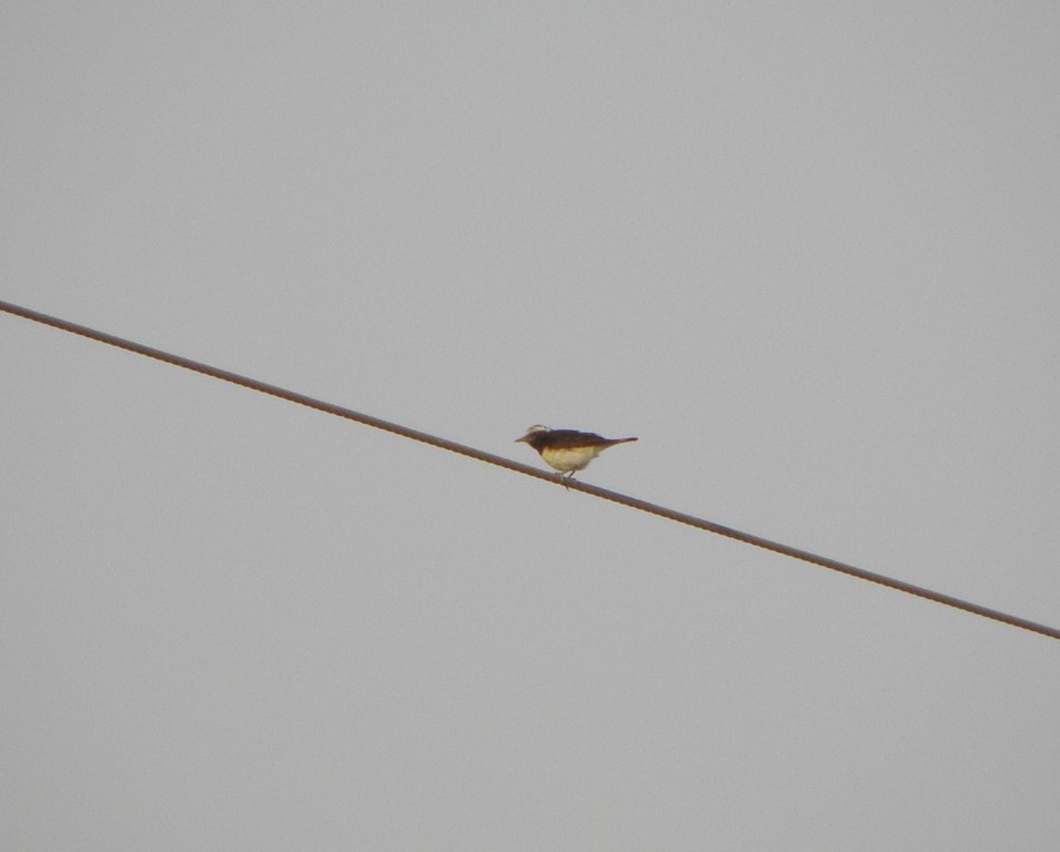 סלעית שיחים--31/03/2012-אילת (עיר)-נסים פרימו