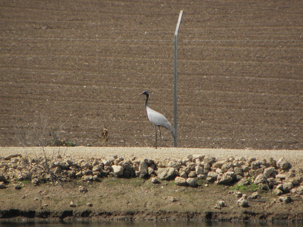 עגור חן--01/04/2012-כפר מנחם-נסים פרימו
