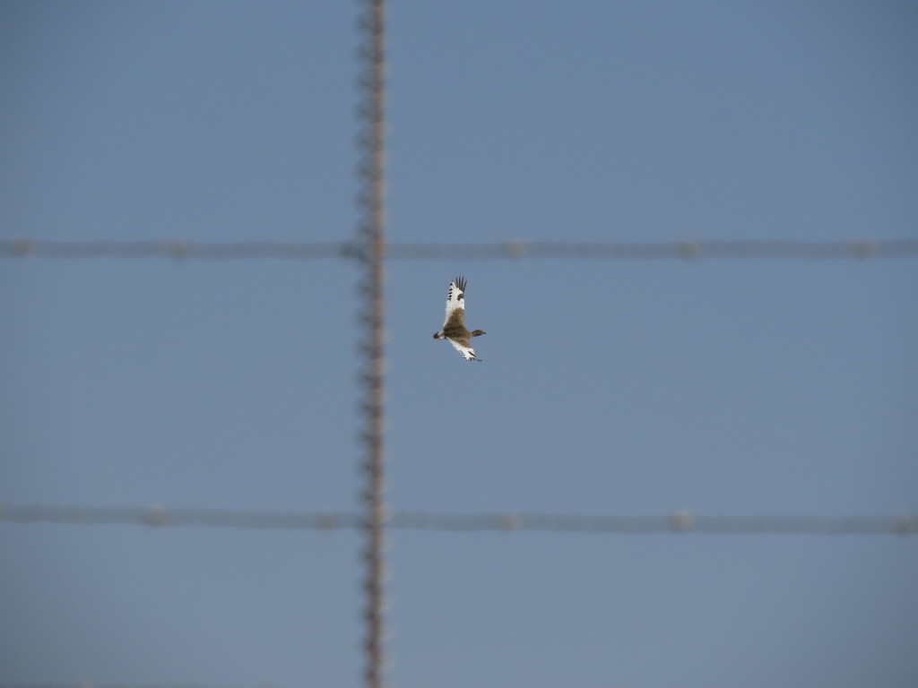 חובה קטנה--10/01/2017-מעוז חיים-נסים פרימו