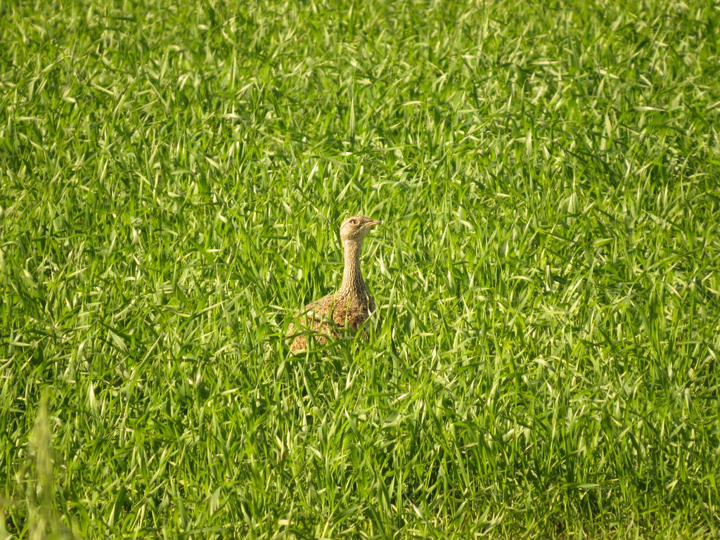 חובה קטנה--10/01/2017-מעוז חיים-נסים פרימו