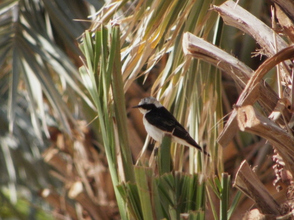סלעית שיחים--31/03/2012-אילת (עיר)-נסים פרימו