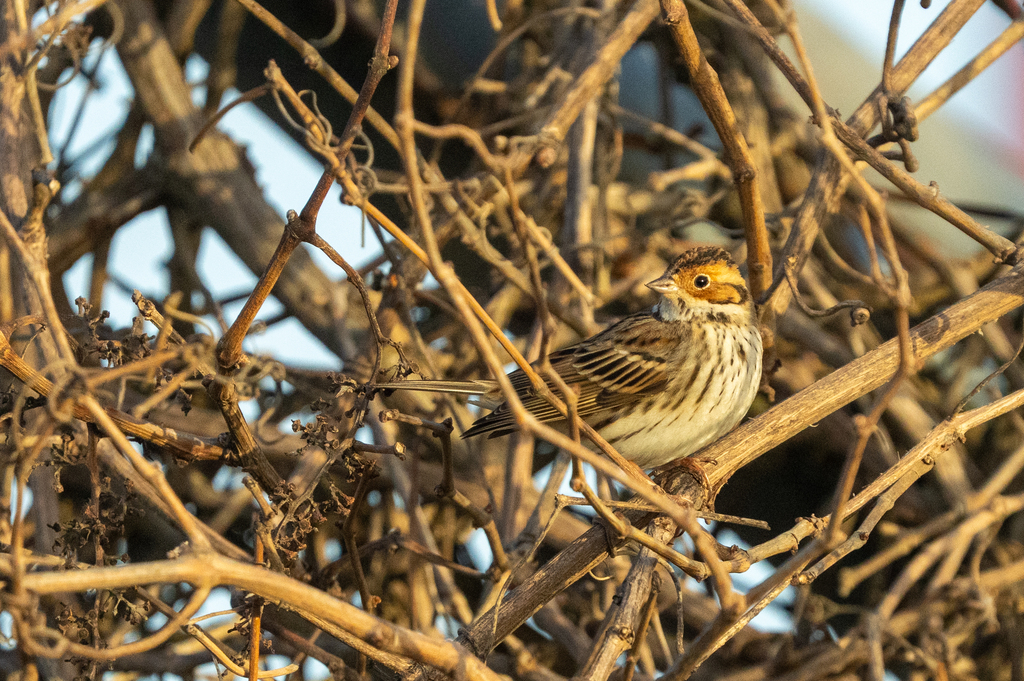 גיבתון גמדי--15/02/2026-צפת-ירון צ'רקה