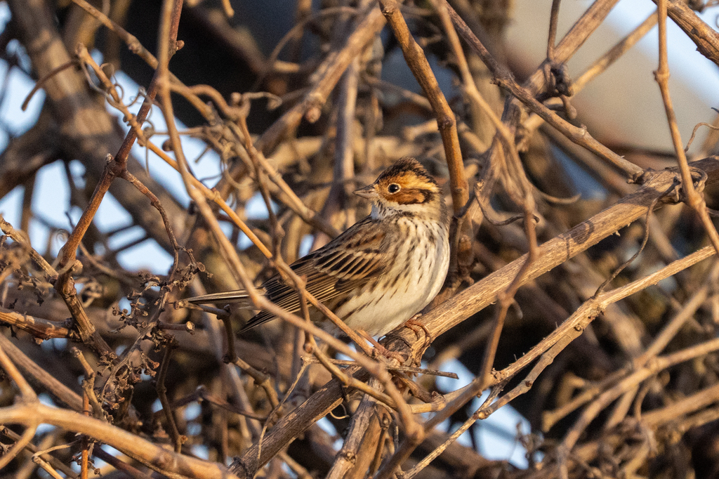 גיבתון גמדי--15/02/2026-צפת-ירון צ'רקה