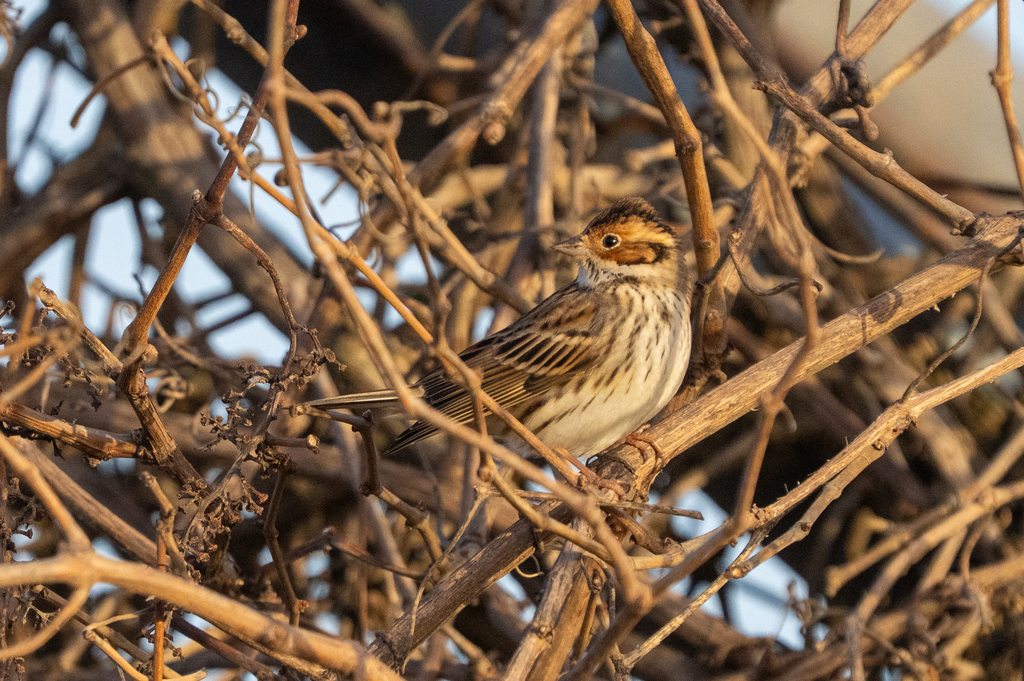 גיבתון גמדי--15/02/2026-צפת-ירון צ'רקה
