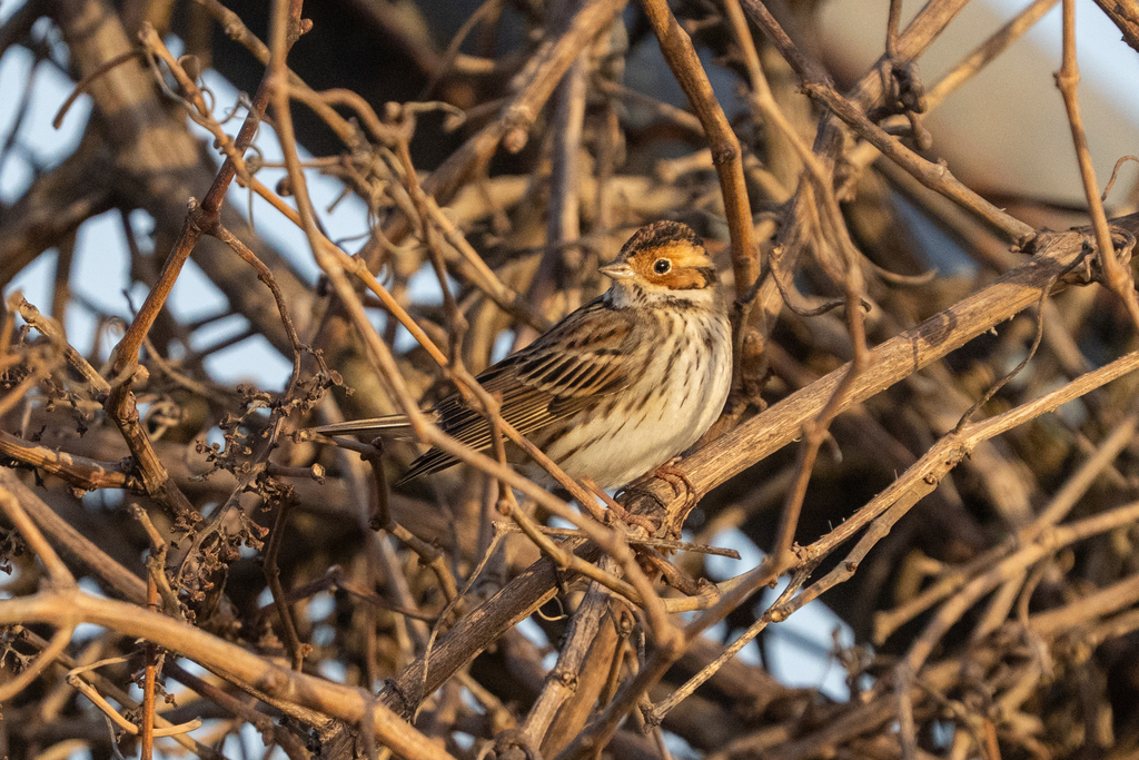 גיבתון גמדי--15/02/2026-צפת-ירון צ'רקה