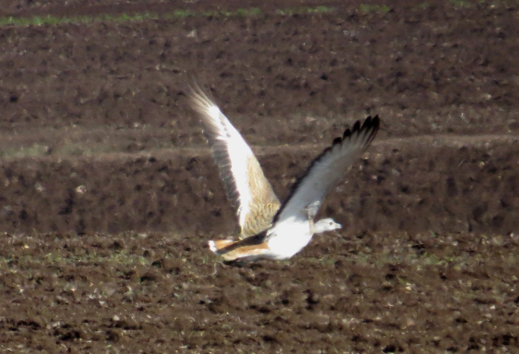 חובה גדולה--12/12/2015-מגידו-נסים פרימו