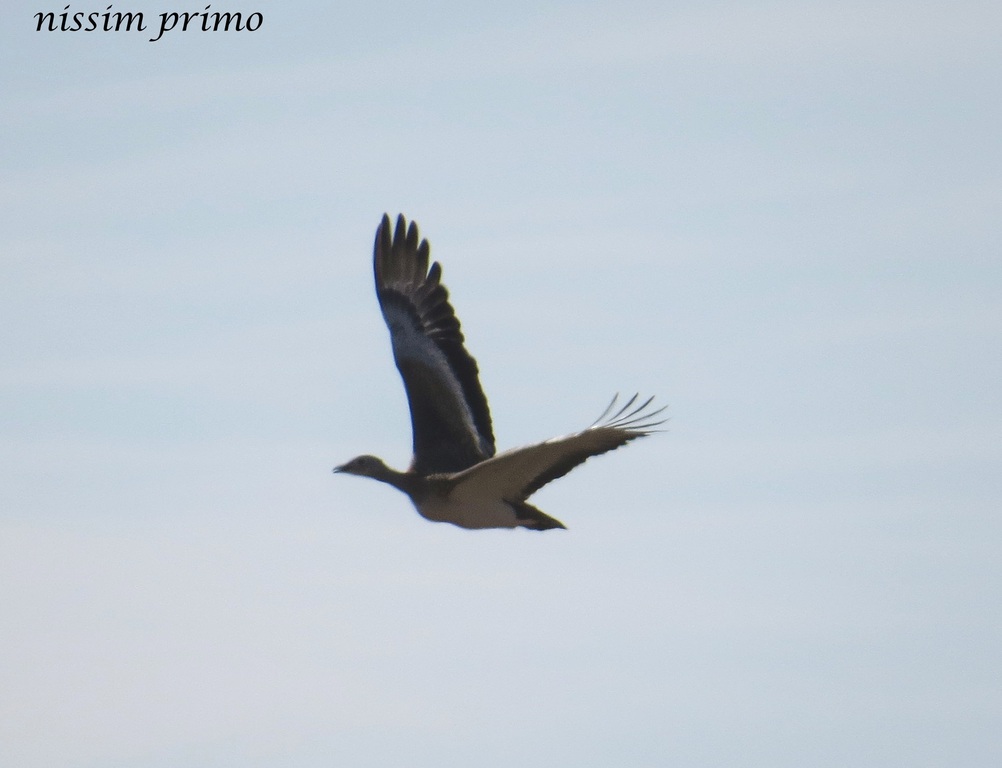 חובה גדולה--12/12/2015-מגידו-נסים פרימו