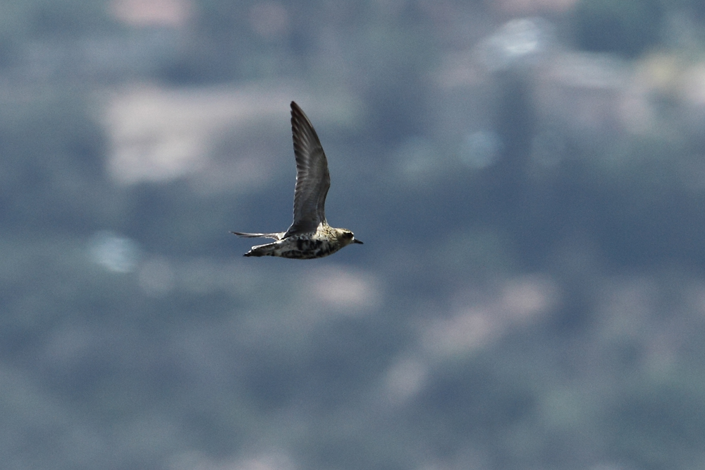 חופזי קטן--14/10/2012-תימורים-נסים פרימו