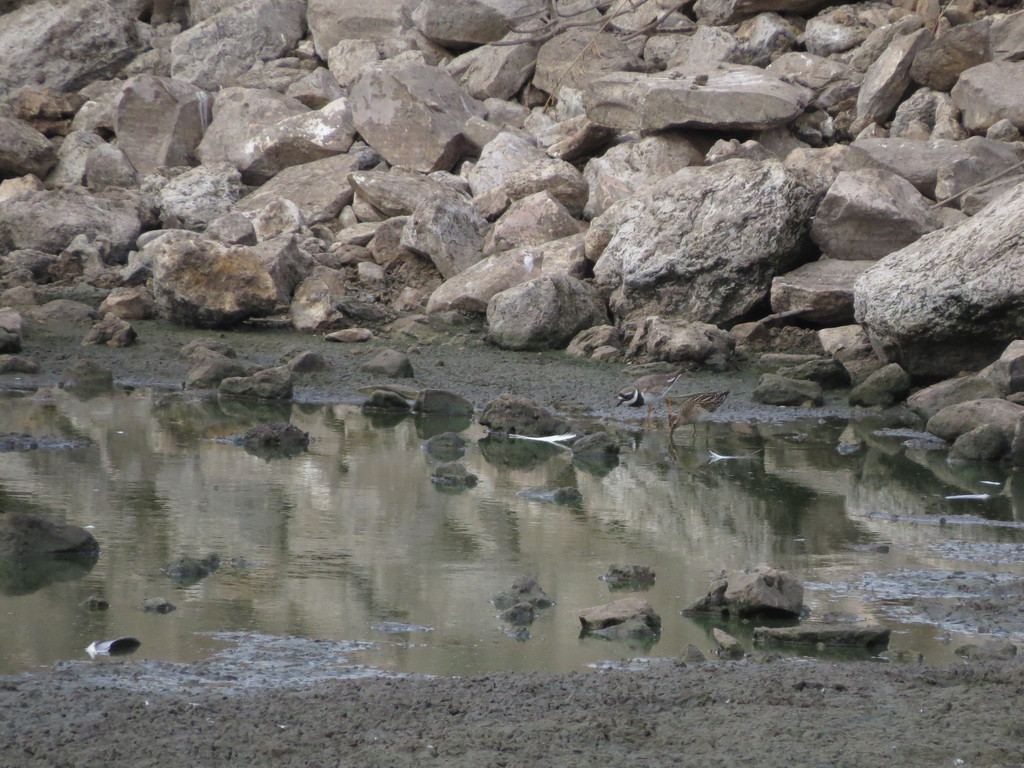 חופית כהת-חזה--22/09/2017-פרדס חנה-נסים פרימו