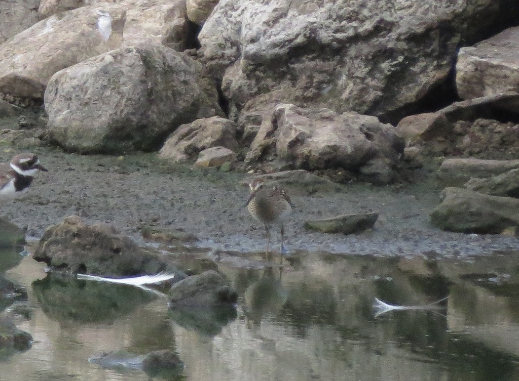 חופית כהת-חזה--22/09/2017-פרדס חנה-נסים פרימו