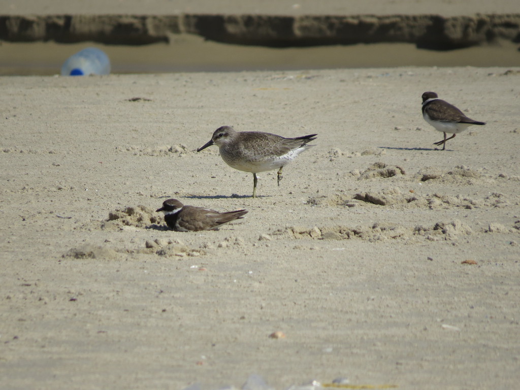 חופית להקנית--13/09/2016-מעגן מיכאל-נסים פרימו