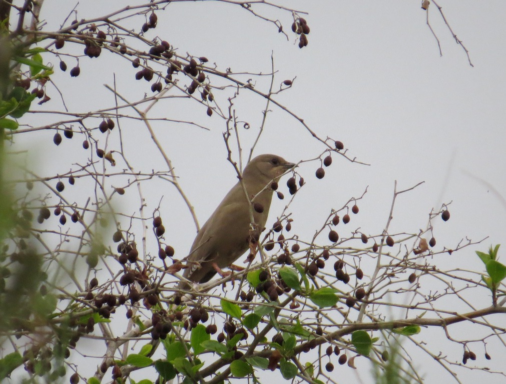 חיוורנית--28/03/2015-אשקלון-נסים פרימו