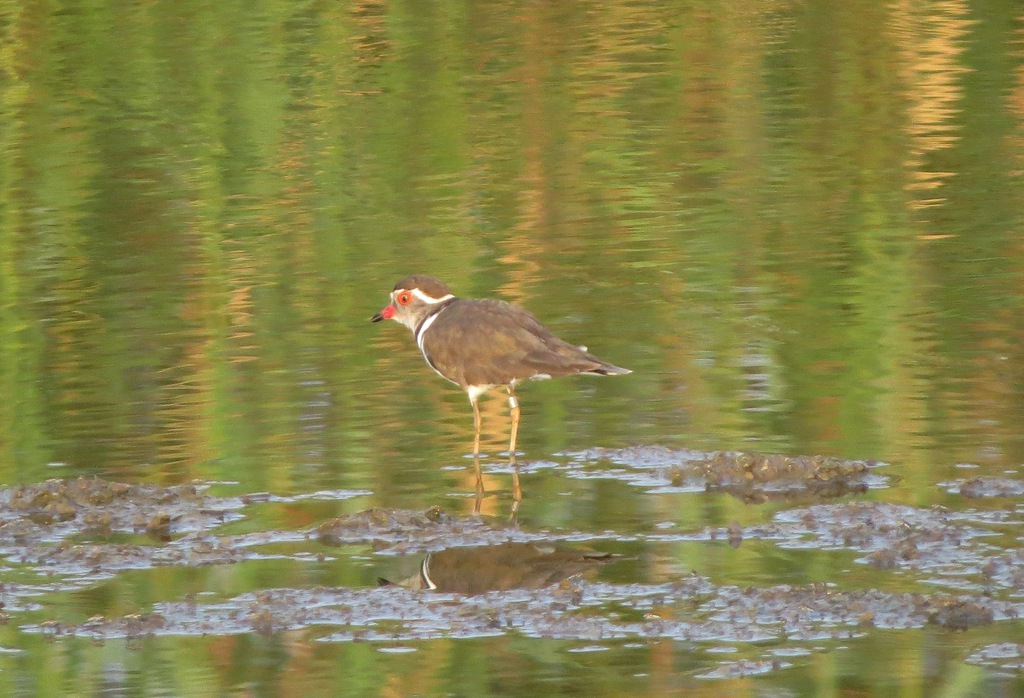 חופמי תלת-צווארון--27/06/2020-עמק חפר-נסים פרימו
