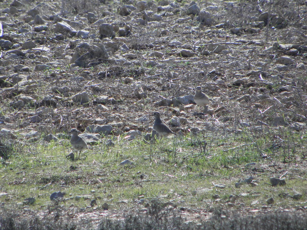 חופמי ערבה--11/12/2011-צפון ירושלים-נסים פרימו