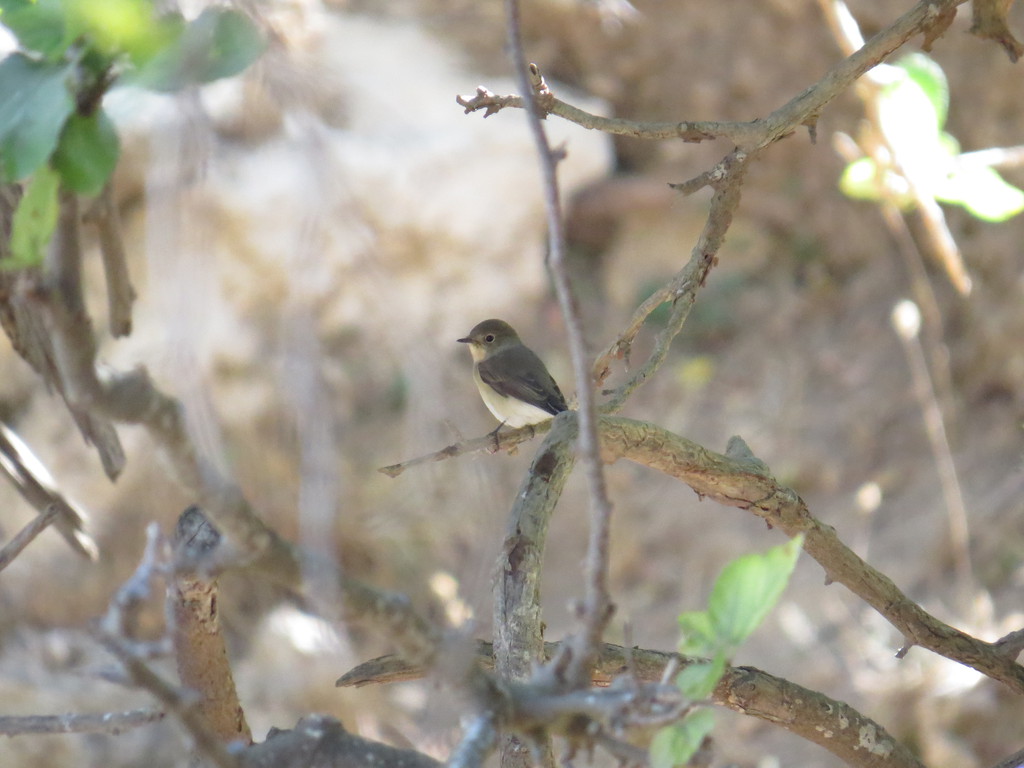 חטפית גמדית--29/09/2024-צפון ירושלים-נסים פרימו