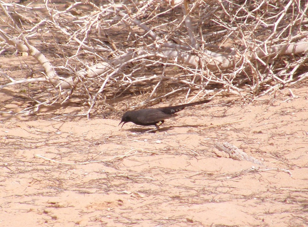 חמריה שחורה--13/03/2010-יוטבתה-נסים פרימו