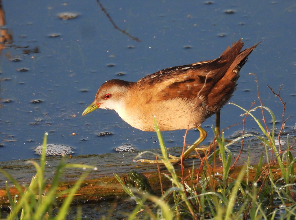ברודית קטנה--11/04/2026-רמת דוד-אלדד אמיר