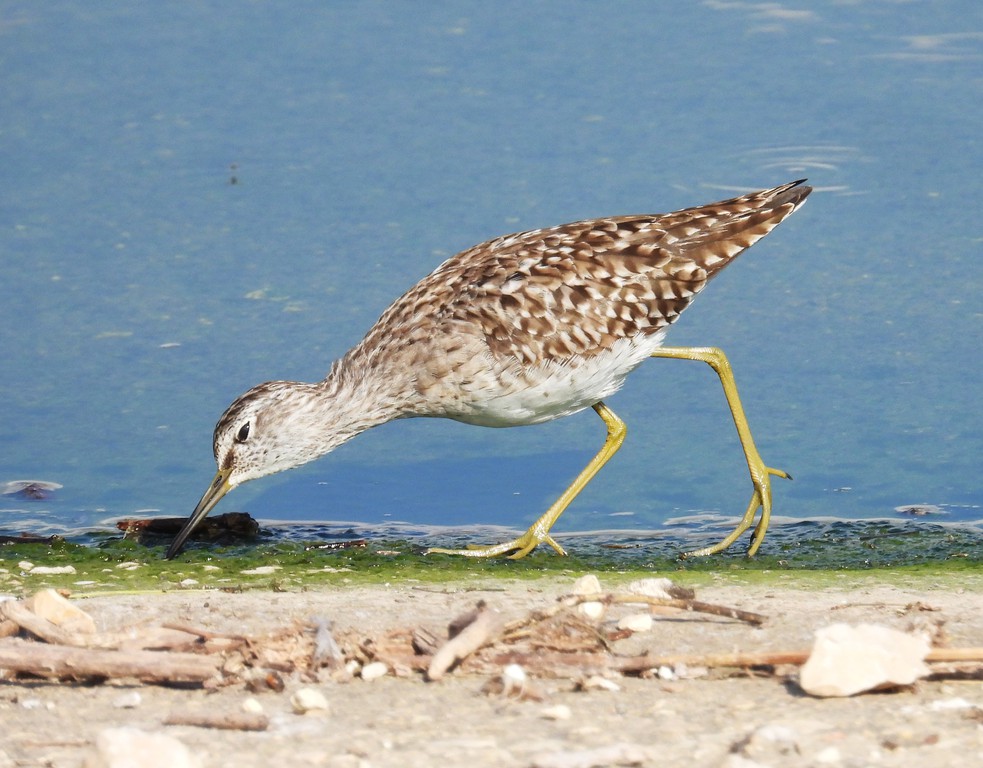 ביצנית מנומרת--11/04/2026-רמת דוד-אלדד אמיר