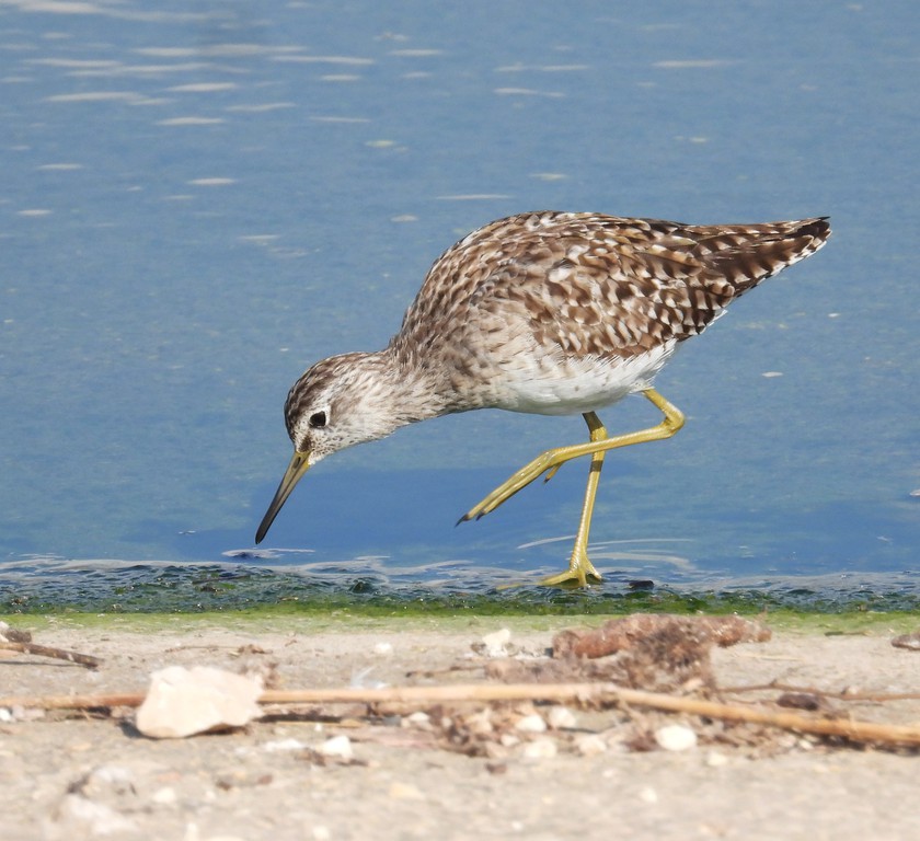 ביצנית מנומרת--11/04/2026-רמת דוד-אלדד אמיר