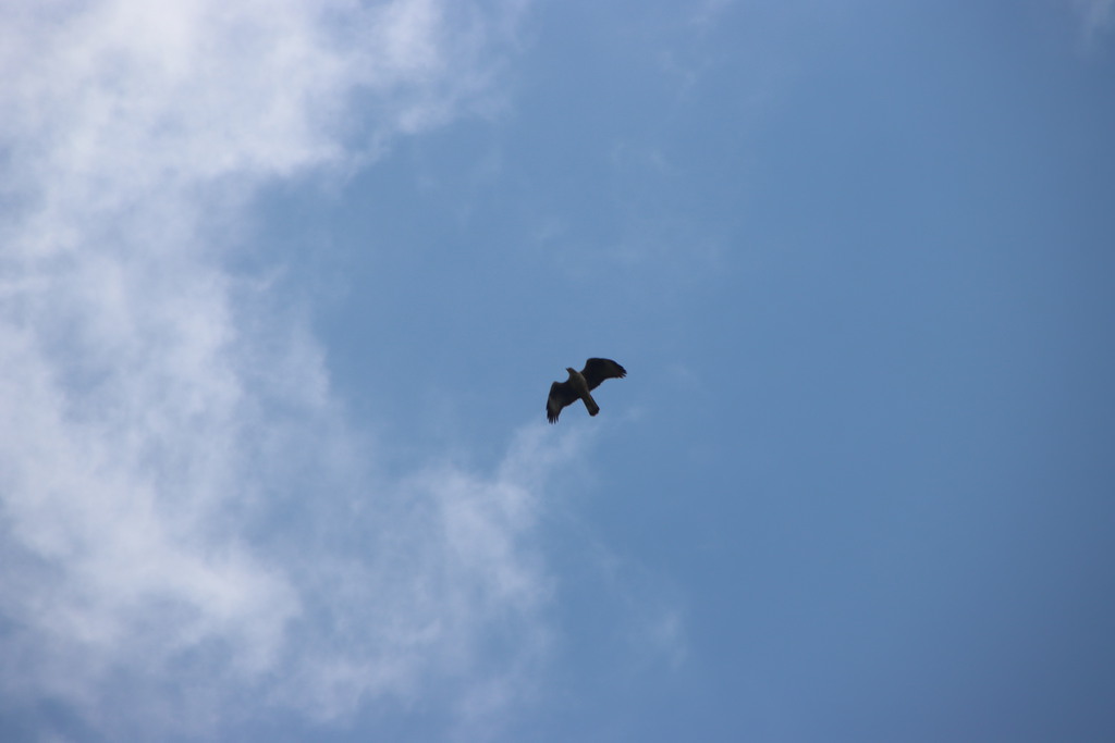 עיט ניצי--09/04/2026-הר כרמל צפוני-לביא שורק