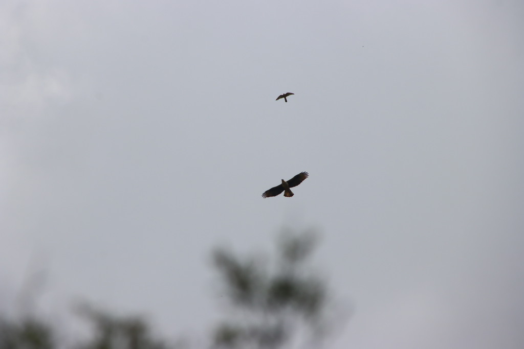 עיט ניצי--09/04/2026-הר כרמל צפוני-לביא שורק