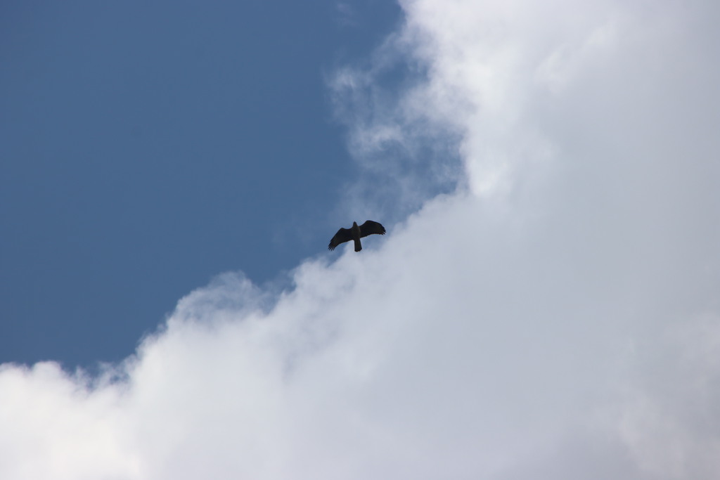 עיט ניצי--09/04/2026-הר כרמל צפוני-לביא שורק