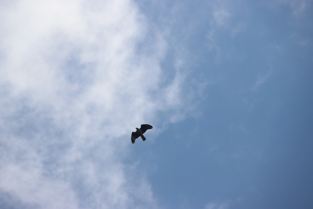 עיט ניצי--09/04/2026-הר כרמל צפוני-לביא שורק