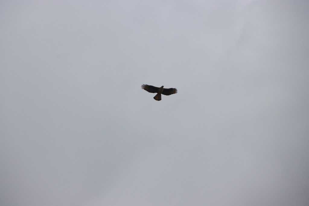 עיט ניצי--09/04/2026-הר כרמל צפוני-לביא שורק