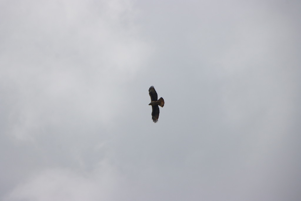 עיט ניצי--09/04/2026-הר כרמל צפוני-לביא שורק