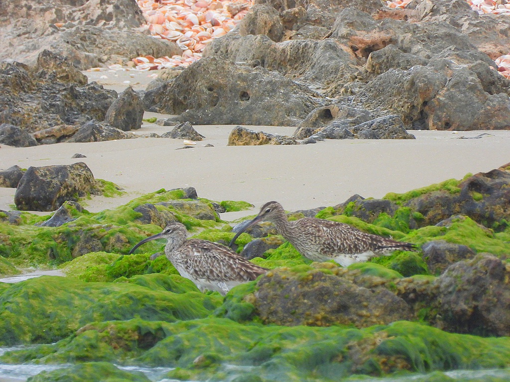 חרמשון קטן--12/04/2026-מעין צבי-איליה בסקין